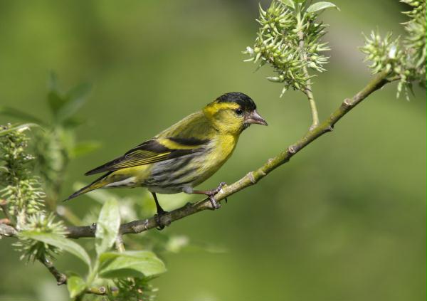 Siskin