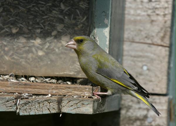 Greenfinch