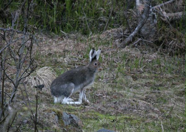Mountain Hare