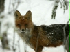 Red Fox