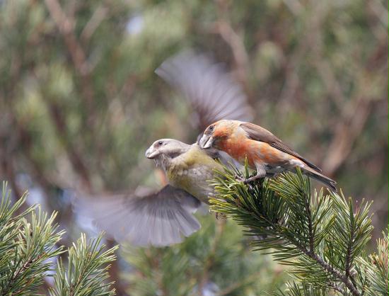 Parrot Crossbill