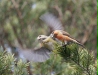 Parrot Crossbill