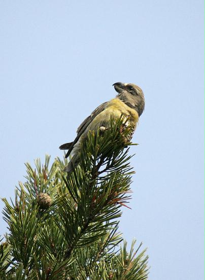 Parrot Crossbill