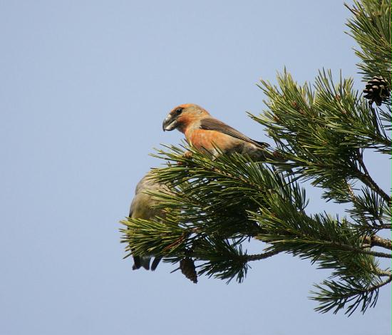 Parrot Crossbill