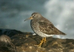 Purple Sandpiper