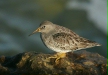 Purple Sandpiper
