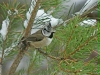 Crested Tit
