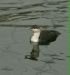 Red-throated Diver