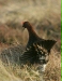 Red Grouse