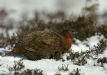 Red Grouse