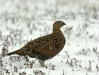 Red Grouse