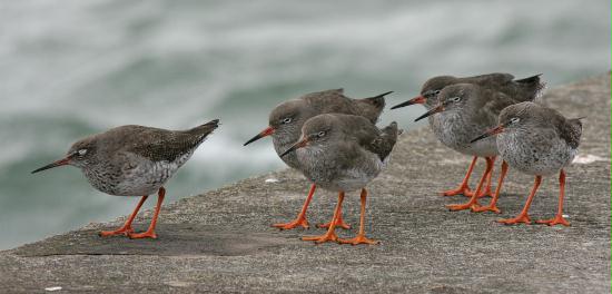 Redshank