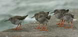 Redshank