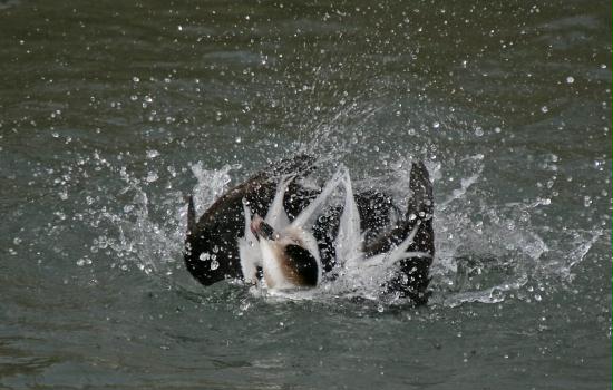 Long-tailed Duck