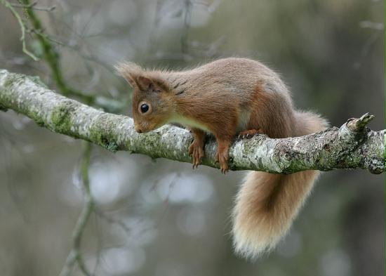 Red Squirrel