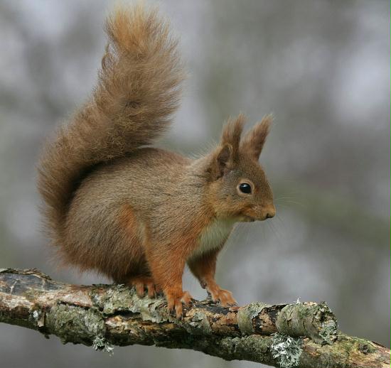 Red Squirrel