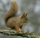 Red Squirrel