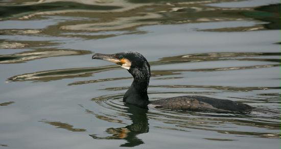 Great Cormorant