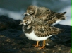 Turnstone