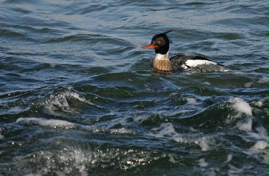Red-breasted Merganser