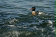 Red-breasted Merganser
