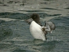 Guillemot