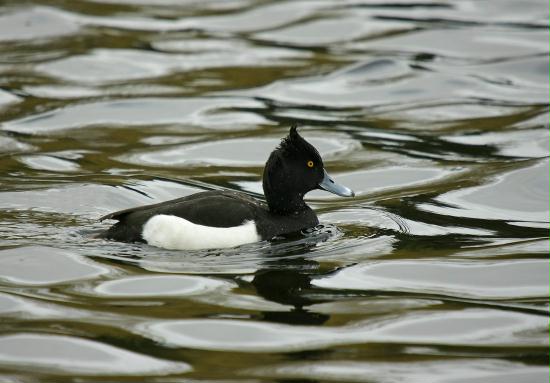Tufted Duck