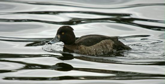 Tufted Duck