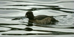 Tufted Duck