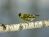 Siskin