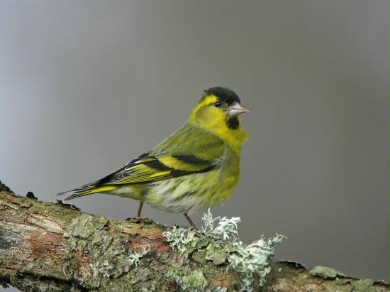 Siskin