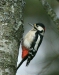 Great Spotted Woodpecker