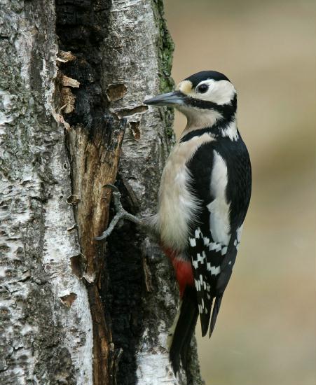 Great Spotted Woodpecker