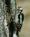 Great Spotted Woodpecker