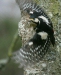 Great Spotted Woodpecker
