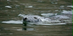 Grey Seal