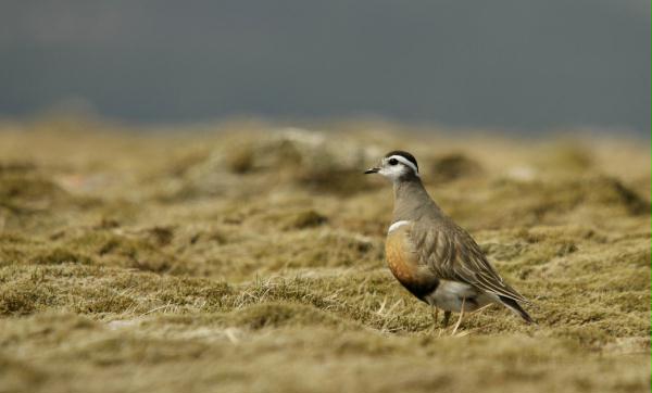 Dotterel <i>Charadrius morinellus</i>