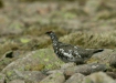 Ptarmigan <i>Lagopus mutus</i>