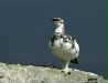 Ptarmigan <i>Lagopus mutus</i>