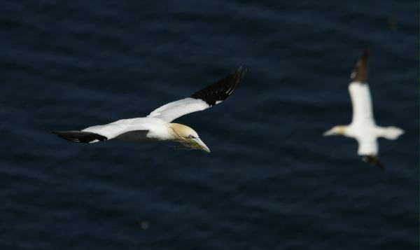 Gannet <i>Morus bassanus</i>