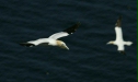 Gannet <i>Morus bassanus</i>