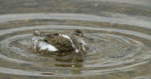 Common Sandpiper <i>Actitis hypoleucos</i>
