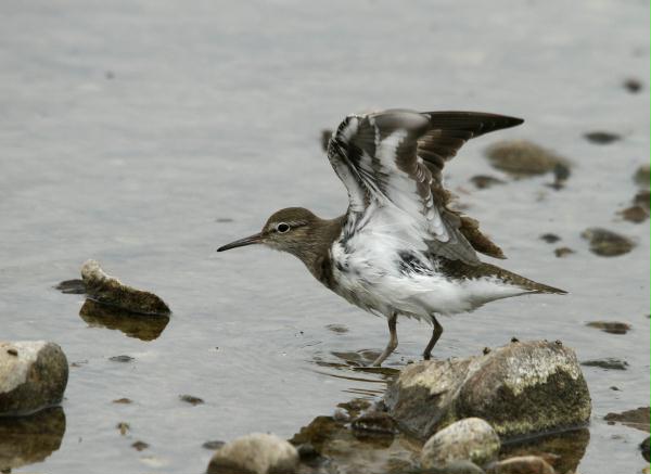 Common Sandpiper <i>Actitis hypoleucos</i>