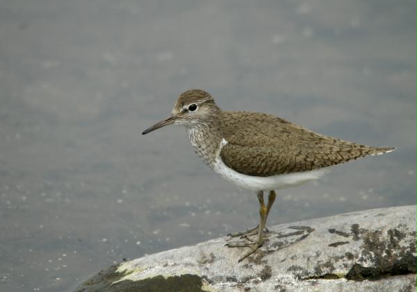 Common Sandpiper <i>Actitis hypoleucos</i>