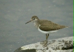 Common Sandpiper <i>Actitis hypoleucos</i>