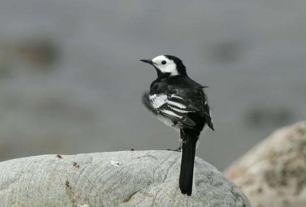 Pied Wagtail <i>Motacilla alba</i>