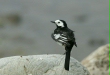 Pied Wagtail <i>Motacilla alba</i>