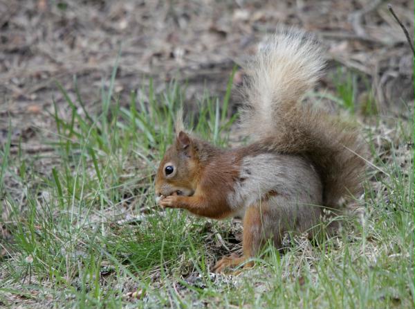 Red Squirrel <i>Sciurus vulgaris</i>