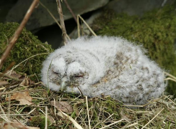 Tawny Owl <i>Strix aluco</i>
