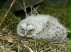 Tawny Owl <i>Strix aluco</i>